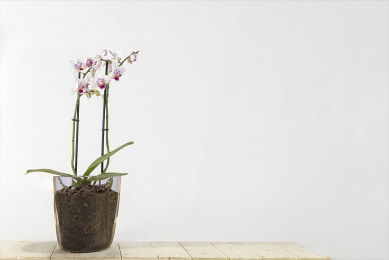 Cache-pot pour les orchidées "Mia" 2,1 L, transparent
