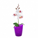 Cache-pot pour les orchidées Mia 0.8 L